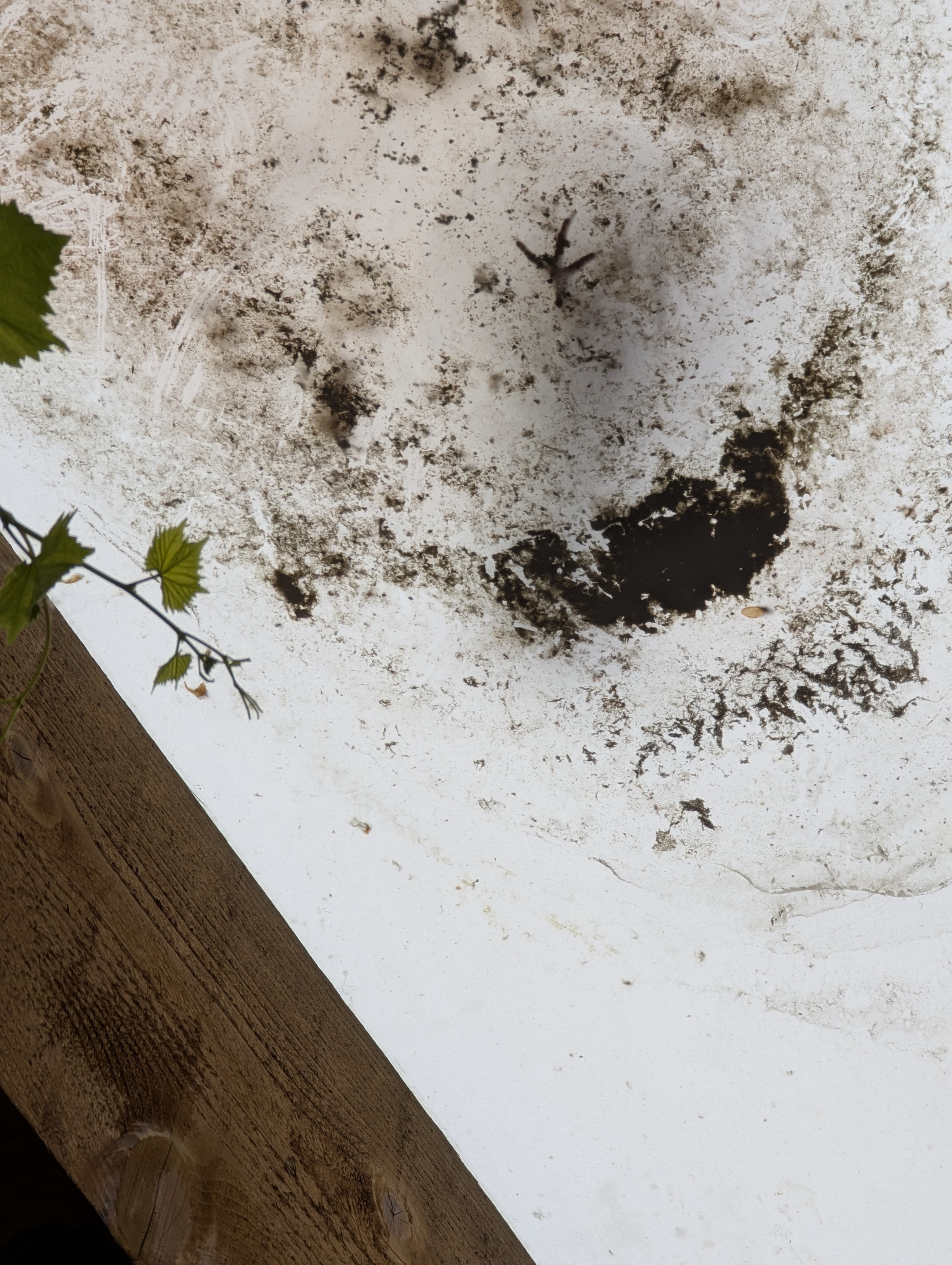 Birthday Trip to Canada, Country Vines Winery, Richmond, British Columbia